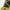Vice Aero Carry Bag Lime